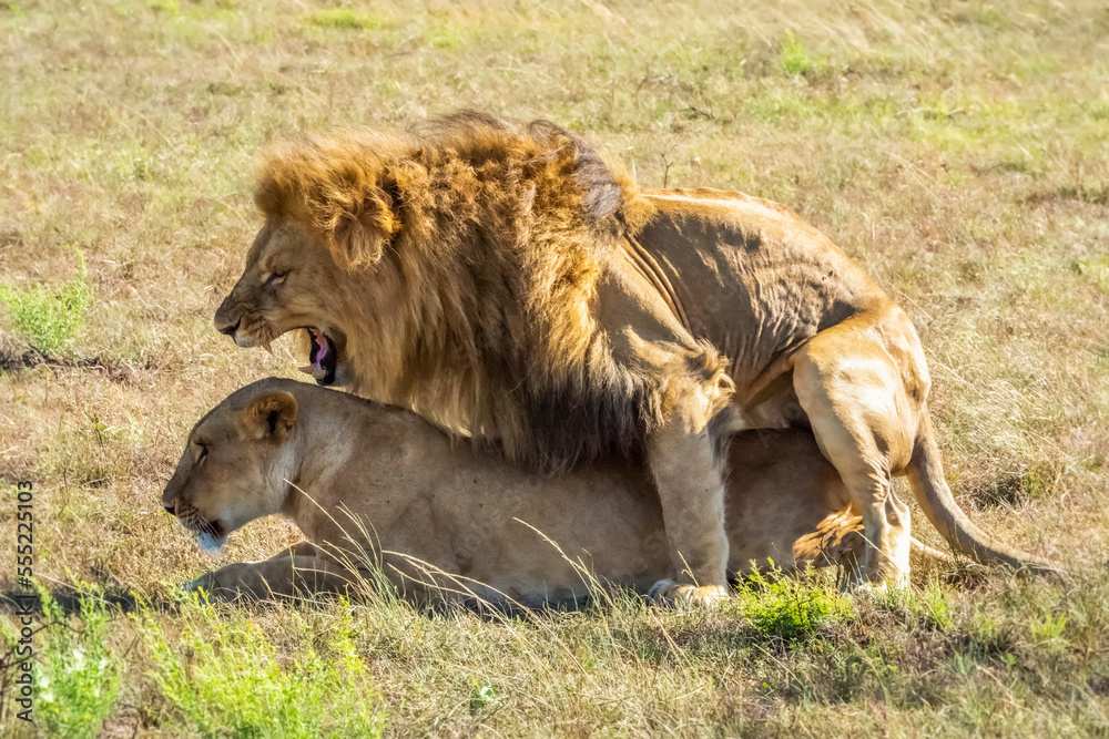 Male lion (Panthera leo) and lioness mating on the savanna; Kenya Male lion (Panthera leo) and lioness mating on the savanna; Kenya