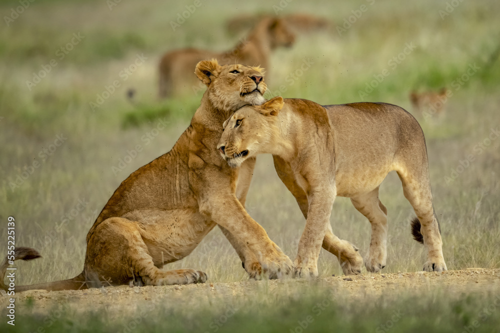 Two lionesses (Panthera leo) nuzzling each other in grass; Tanzania Two lionesses (Panthera leo) nuzzling each other in grass; Tanzania