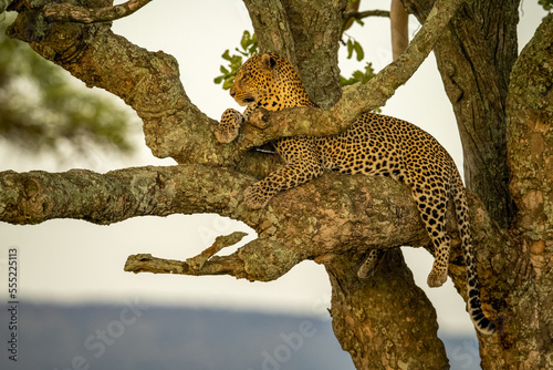 Male leopard (Panthera pardus) lying on tree branch relaxing and looking into the distance; Tanzania photo