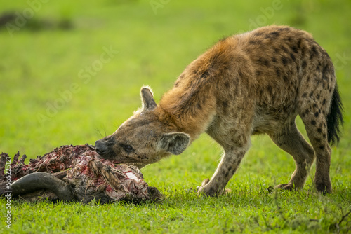 Spotted hyena (Crocuta crocuta) feeding on wildebeest carcass on the savannah; Tanzania photo