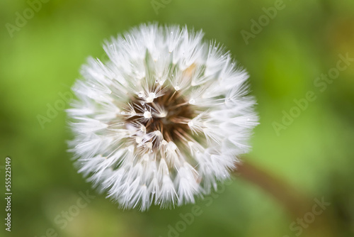 Close-up of dandelion clock (filamentous achenes) against a blurred green background; Chilliwack, British Columbia, Canada photo