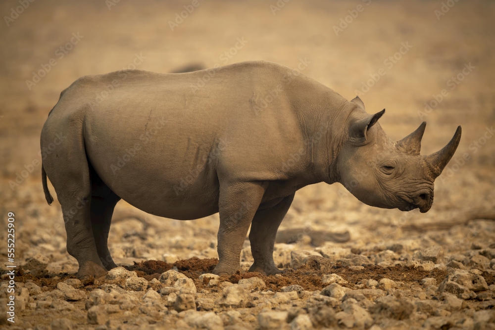 Profile of black rhinoceros (Diceros bicornis) standing on rocky flat