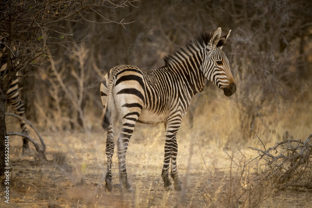 Hartmann's mountain zebra foal (Equus zebra hartmannae) eyeing the camera while standing in the shade at the Gabus Game Ranch at sunrise; Otavi, Otjozondjupa, Namibia Hartmann's mountain zebra foal (Equus zebra hartmannae) eyeing the camera while standing in the shade at the Gabus Game Ranch at sunrise; Otavi, Otjozondjupa, Namibia