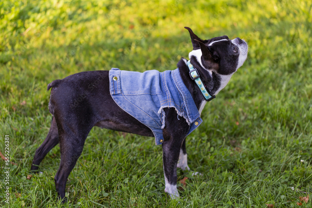 A dog wearing a denim jacket and standing on grass; North Vancouver, British Columbia, Canada A dog wearing a denim jacket and standing on grass; North Vancouver, British Columbia, Canada
