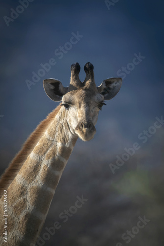 Close-up of head of Southern giraffe (Giraffa giraffa) staring, Gabus Game Ranch; Otavi, Otjozondjupa, Namibia photo