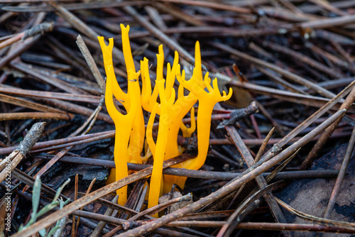 Calocera viscosa. Yellow Staghorn Fungus among the needles in pine forest. photo