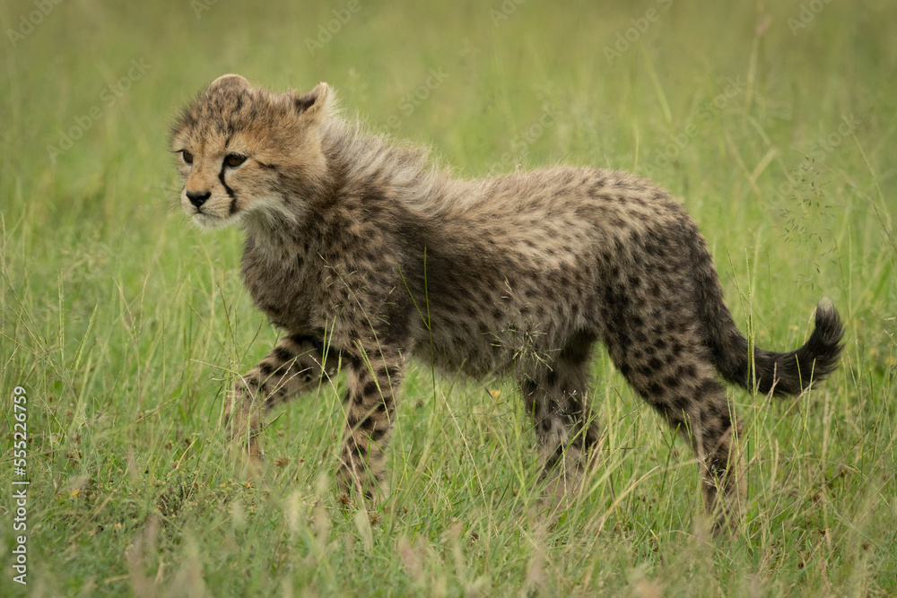 Cheetah (Acinonyx jubatus) cub walks on grass lifting paw, Maasai Mara National Reserve; Narok, Masai Mara, Kenya Cheetah (Acinonyx jubatus) cub walks on grass lifting paw, Maasai Mara National Reserve; Narok, Masai Mara, Kenya