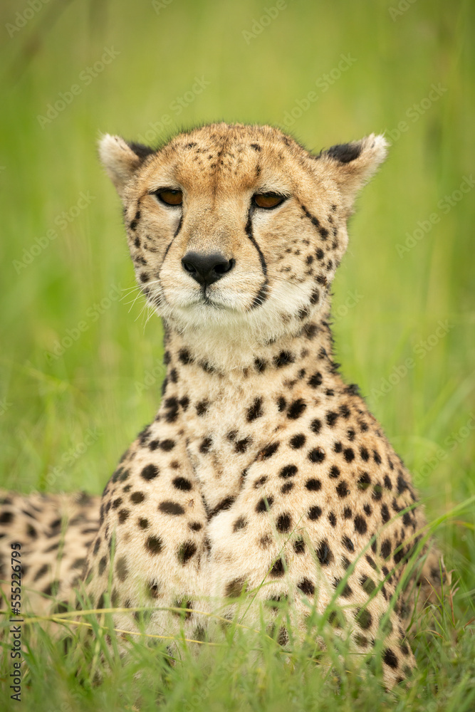 Close-up of cheetah (Acinonyx jubatus) lying down staring into the distance, Maasai Mara National Reserve; Narok, Masai Mara, Kenya Close-up of cheetah (Acinonyx jubatus) lying down staring into the distance, Maasai Mara National Reserve; Narok, Masai Mara, Kenya