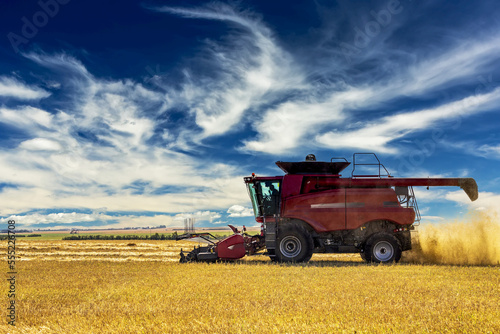 Combine at harvest in a grain field with dramatic clouds in a blue sky; Beisker, Alberta, Canada