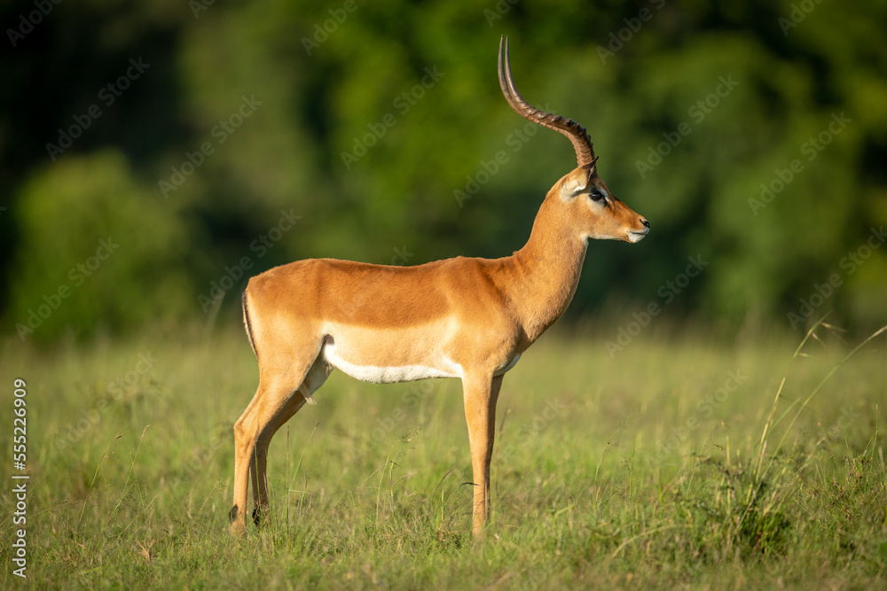 Male common impala (Aepyceros melampus) in profile stands staring, Maasai Mara National Reserve; Narok, Masai Mara, Kenya Male common impala (Aepyceros melampus) in profile stands staring, Maasai Mara National Reserve; Narok, Masai Mara, Kenya
