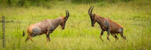 Panorama of male topis (Damaliscus lunatus jimela) fighting on grass, Maasai Mara National Reserve; Narok, Masai Mara, Kenya photo