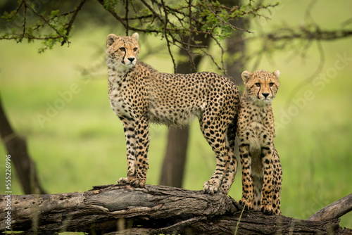 Two cheetah cubs (Acinonyx jubatus) standing on a dead log, Maasai Mara National Reserve; Narok, Masai Mara, Kenya photo