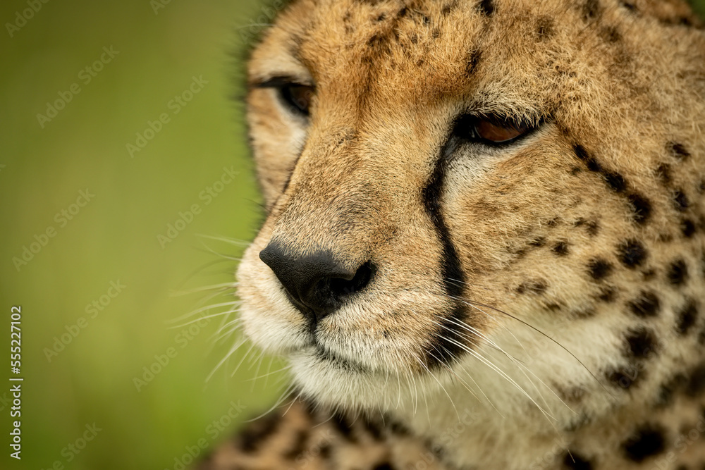 Close-up of cheetah (Acinonyx jubatus) looking down and left, Maasai Mara National Reserve; Narok, Masai Mara, Kenya Close-up of cheetah (Acinonyx jubatus) looking down and left, Maasai Mara National Reserve; Narok, Masai Mara, Kenya