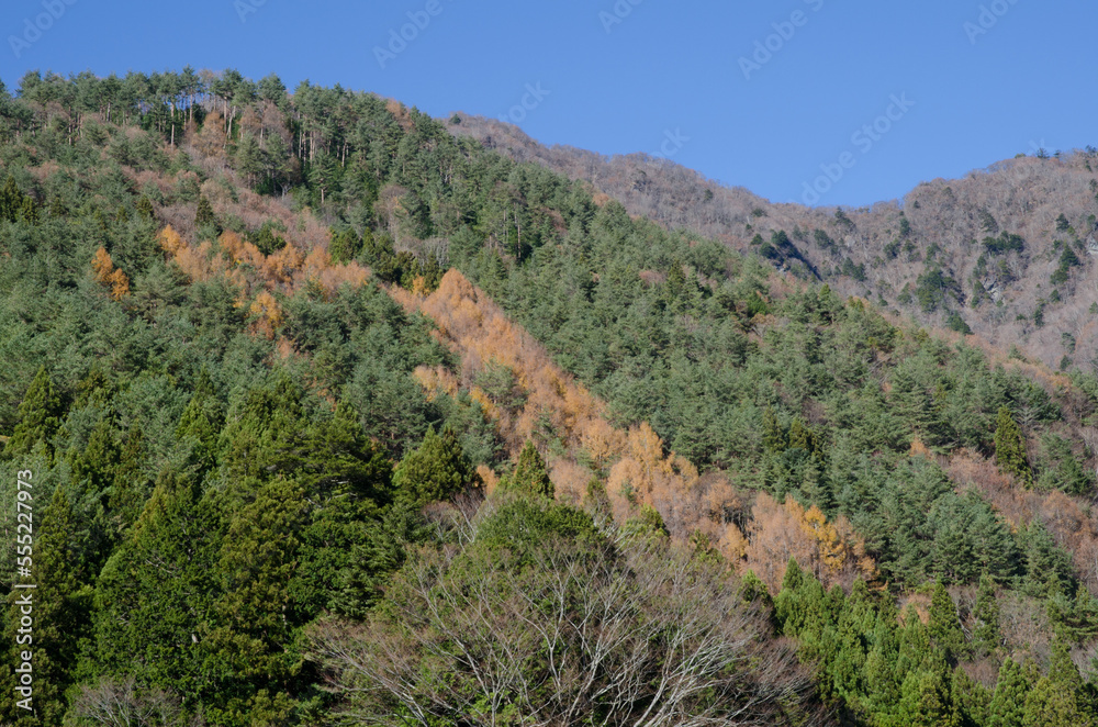 Mixed forest in autumn. Saiko. Fujikawaguchiko. Yamanashi Prefecture. Fuji-Hakone-Izu National Park. Honshu. Japan.