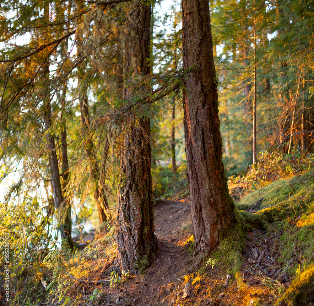 Sunset light cast on the trees along Ruby Lake, Sunshine Coast of BC, Canada; British Columbia, Canada Sunset light cast on the trees along Ruby Lake, Sunshine Coast of BC, Canada; British Columbia, Canada