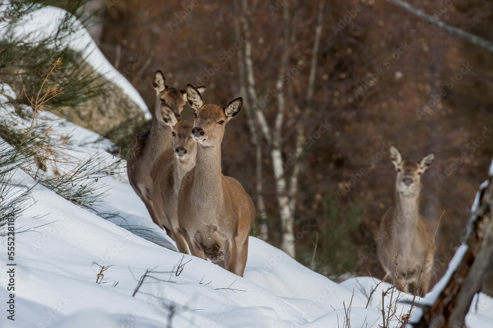 Group of wild female red deers and cubs with winter coat walking in the snow on a alpine meadow at sunrise. Alps Mountains, Italy
