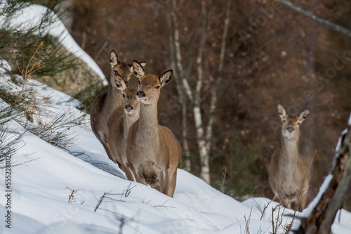 Obraz na płótnie Group of wild female red deers and cubs with winter coat walking in the snow on a alpine meadow at sunrise. Alps Mountains, Italy w salonie