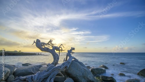 Aruba North Coast, Dutch Caribbean, The Old Tree. Timelapse Video