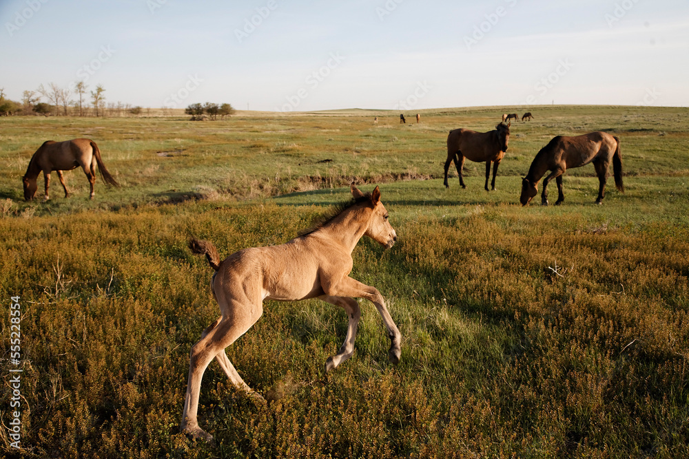 A protected mustang foal romps in a meadow; South Dakota, United States of America A protected mustang foal romps in a meadow; South Dakota, United States of America