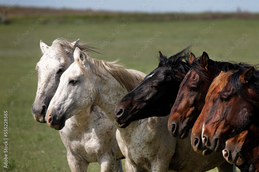 Bachelor band of wild horses face into the wind picking up scents; Lantry, South Dakota, United States of America Bachelor band of wild horses face into the wind picking up scents; Lantry, South Dakota, United States of America