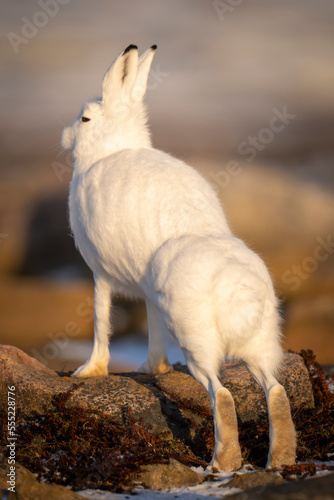 Arctic hare (Lepus arcticus) stretches leaning forepaws on rock; Arviat, Nunavut, Canada photo