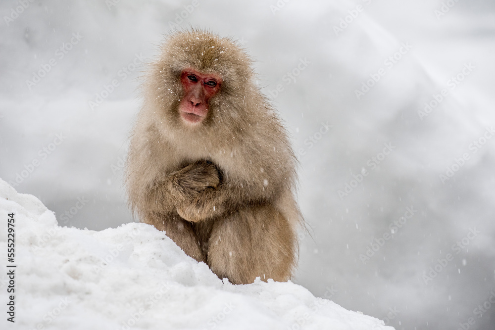 Portrait of a Japanese Macaque Monkey sitting on a snowbank at Jigokudani Monkey Park, Japan Portrait of a Japanese Macaque Monkey sitting on a snowbank at Jigokudani Monkey Park, Japan