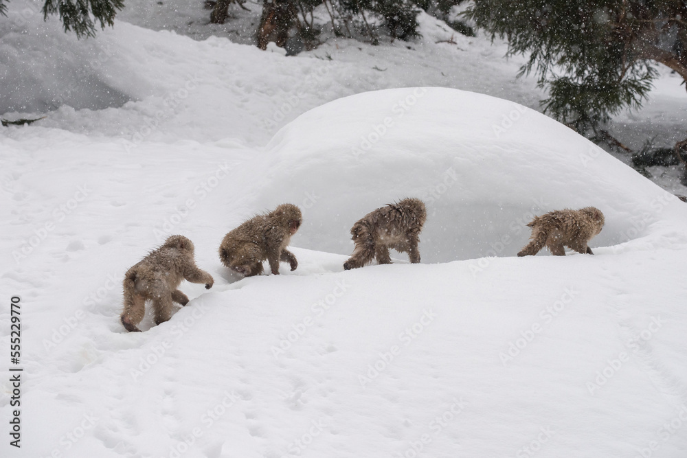 Troop of Japanese Macaque Monkey walking in the snow at Jigokudani Monkey Park, Japan Troop of Japanese Macaque Monkey walking in the snow at Jigokudani Monkey Park, Japan