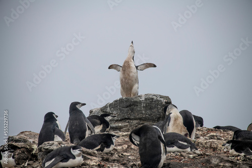 Chinstrap penguins (Pygoscelis antarcticus) at South Shetland Island of Barrientos, in Antarctica; Antarctica