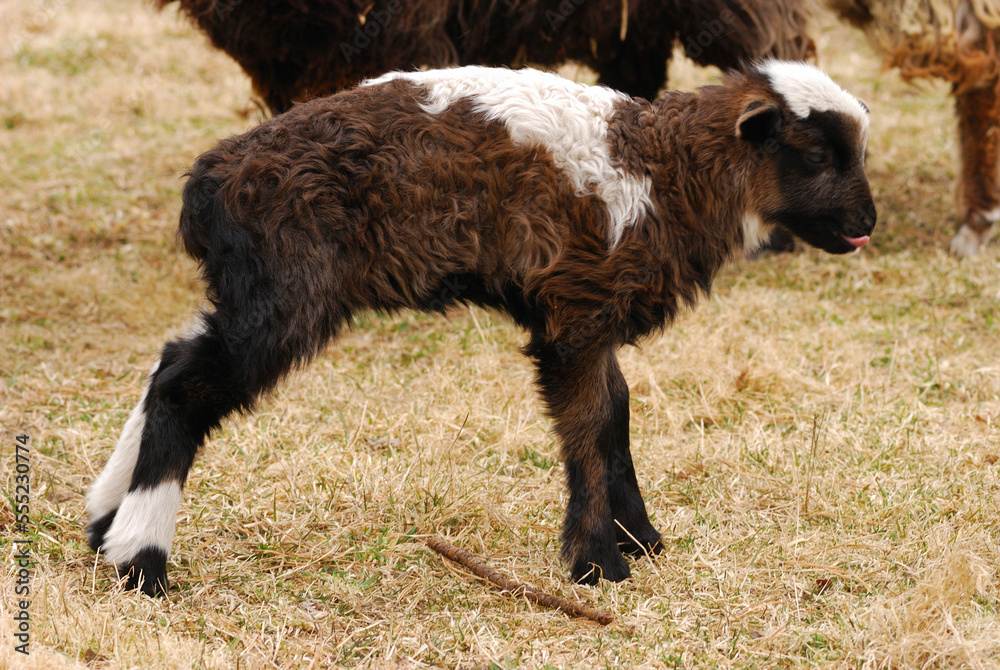A week-old female Navajo-Churro lamb standing near its mother.; Yarmouth, Cape Cod, Massachusetts. A week-old female Navajo-Churro lamb standing near its mother.; Yarmouth, Cape Cod, Massachusetts.