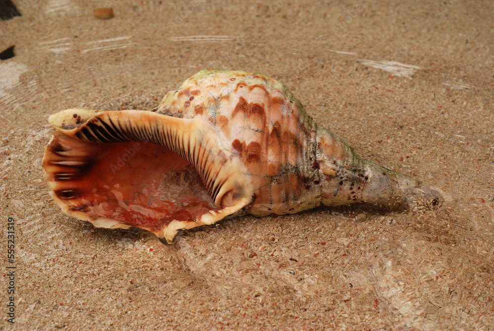A triton shell on the beach on Derawan Island.; Derawan Island, Borneo, Indonesia. A triton shell on the beach on Derawan Island.; Derawan Island, Borneo, Indonesia.