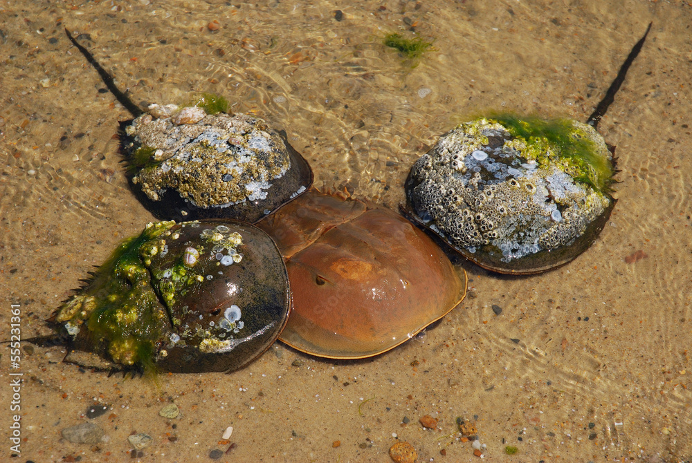 Male horseshoe crabs covered in barnacles approach a female to mate