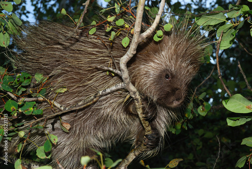 A porcupine (Erethizon dorsatum) climbing among tree branches.; Ekalaka, Montana. photo