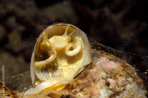 A tube snail attached to a coral. It uses a mucous net to catch food.; Derawan Island, Borneo, Indonesia. photo