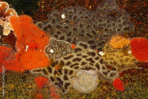 Tunicates and bryozoans on rock in the Rachel Carson Tide Pool.; Rachel Carson Salt Pond Preserve, New Harbor, Maine. photo