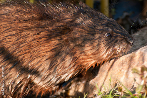 Close up of a wet muskrat, Ondatra zibethicus.; Great Meadows National Wildlife Refuge, Concord, Massachusetts. photo