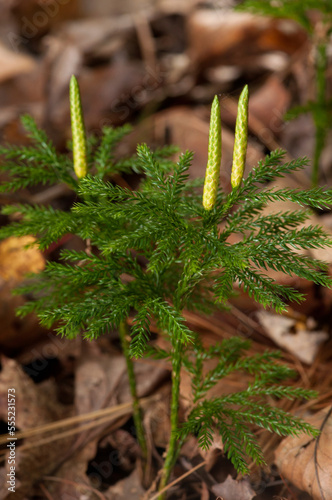 Close up of a ground pine, Lycopodium dendroideum, in the fall.; Concord , Estabrook Woods , Massachusetts