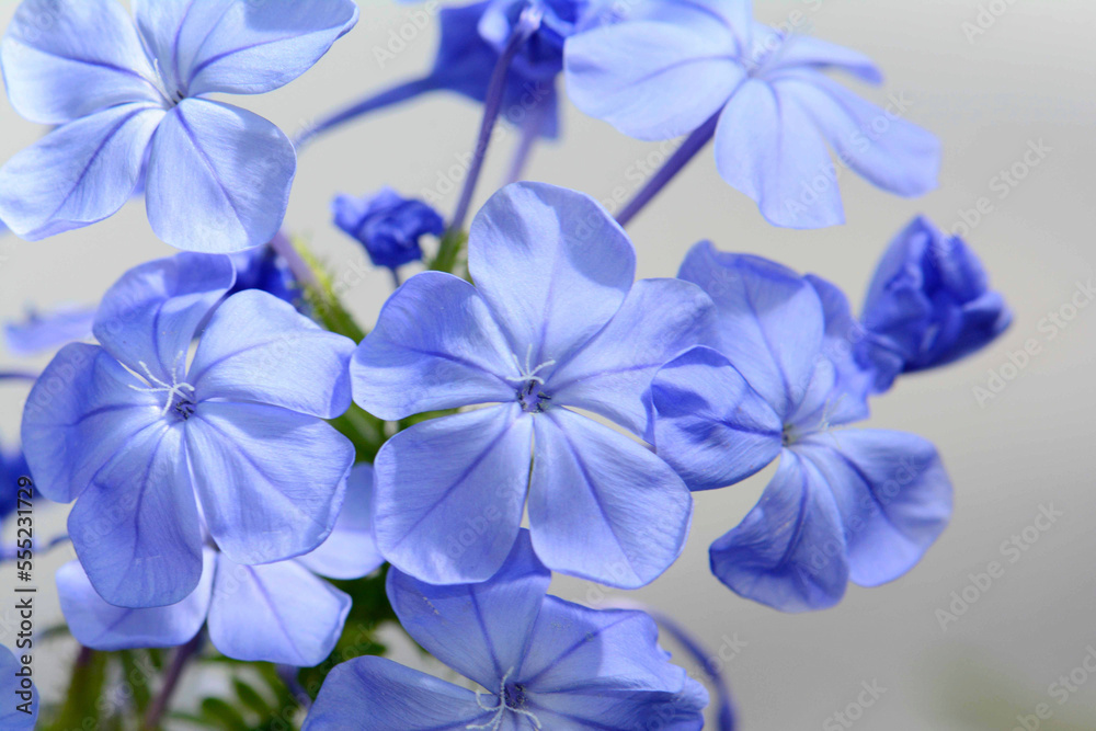 Close up of the blue flowers of Pelargonium carnosum, a Geraniaceae.; Wellesley, Massachusetts. Close up of the blue flowers of Pelargonium carnosum, a Geraniaceae.; Wellesley, Massachusetts.