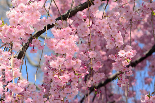 A massive floral display in a weeping higan cherry tree, in spring.; Cambridge, Massachusetts. photo