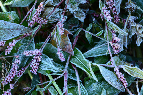 Knotweed plants covered in hoarfrost after a night that dipped below freezing in the fall.; Arlington, Massachusetts, USA. photo