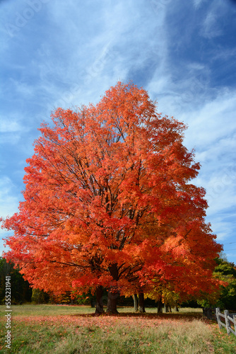 Large sugar maple trees, Acer saccharum, with fall foliage in Lexington.; Lexington,  Massachusetts, USA. photo