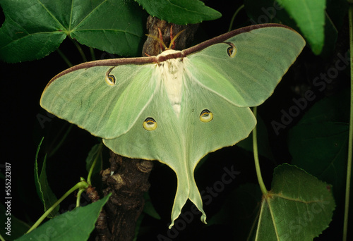 The large and beautiful luna moth (Actias luna).; Kentucky photo