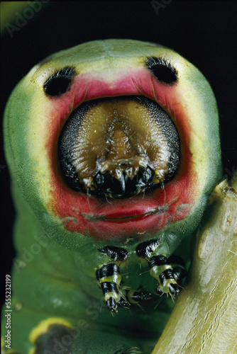 Close view of a puss moth caterpillar (Cerura vinula). If threatened, this spec ies inflates its multi-colored thorax and spits formic acid from a gland hidden behind its innocent grin.; ENGLAND. photo