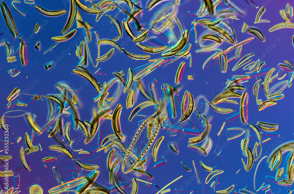 Microscopic view of diatoms. Microscopic view of diatoms.