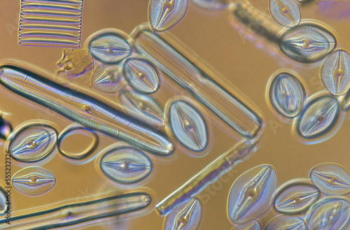 Diatoms reproduce by both simple cell division and sexually.  Diatoms have been used as tracers in military intelligence, to connect criminals to crime scenes , to locate the sites of drownings and in