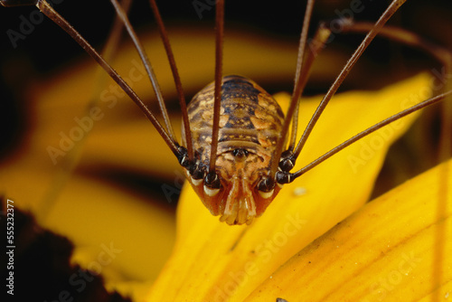 Close view of a daddy longlegs (harvestman).; Concord, Massachusetts photo
