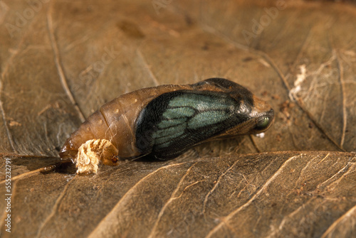 An Arhopala wildei butterfly pupa about to eclose.; Queensland, Australia. photo