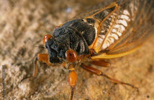 Close view of an adult Brood X, 17-year cicada.; Kensington, Maryland. photo