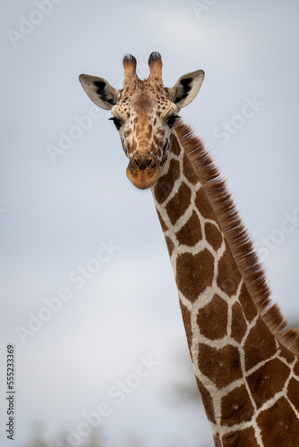 Close-up portrait of a Reticulated giraffe (Giraffa camelopardalis reticulata) head and neck, looking at the camera; Segera, Laikipia, Kenya photo