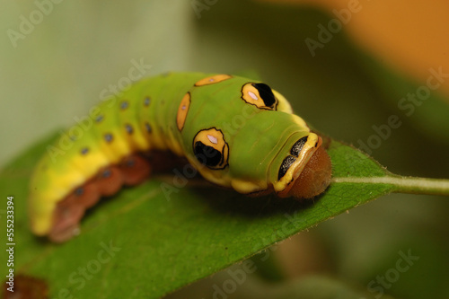 A caterpillar of the spicebush swallowtail butterfly (Papilio troilus).; Arlington, Massachusetts, USA