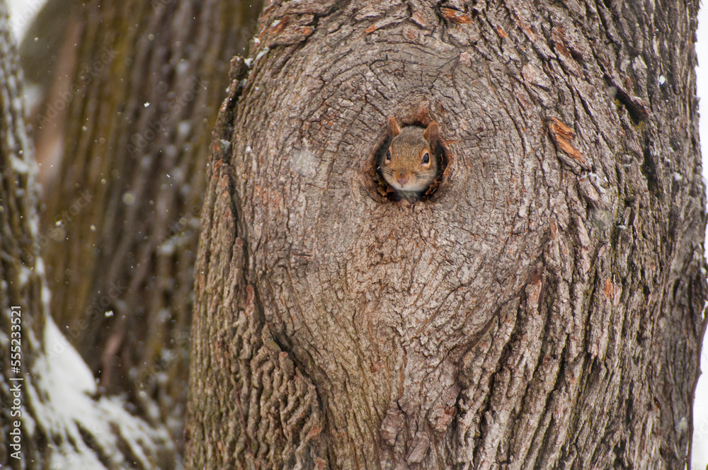 An eastern gray squirrel peeking out of its tree hole den during a snow storm.; Arlington, Massachusetts. An eastern gray squirrel peeking out of its tree hole den during a snow storm.; Arlington, Massachusetts.